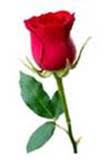Blessing Roses